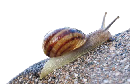 Helix Aspersa Muller